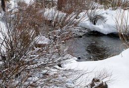 creek in the snow